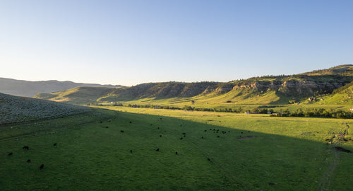 Pasture-raised cattle on the High Mountain Meats ranch in Eagle Mountain, Utah